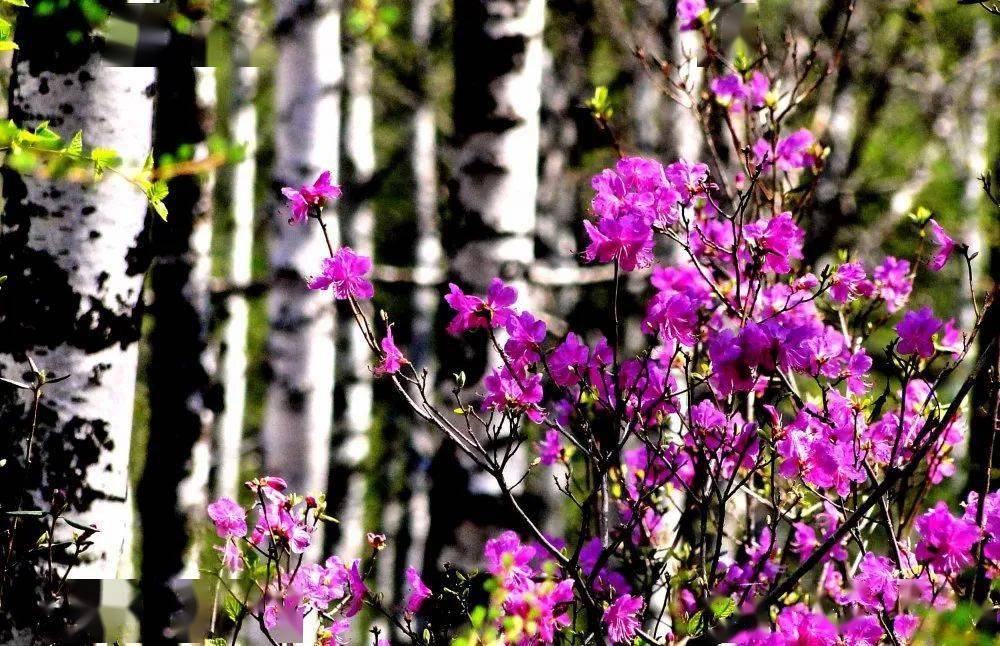 2024年正版免费天天开彩,地球物理学_特殊版51.904