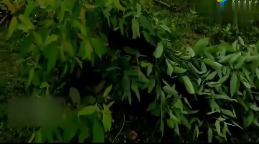 最新隐身术详解,步骤指南与技巧分享