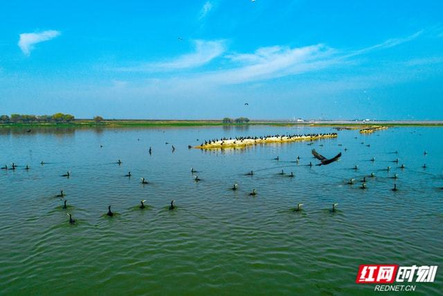 洞庭湖最新动态，生态恢复、旅游热潮与科技创新交汇点全解析