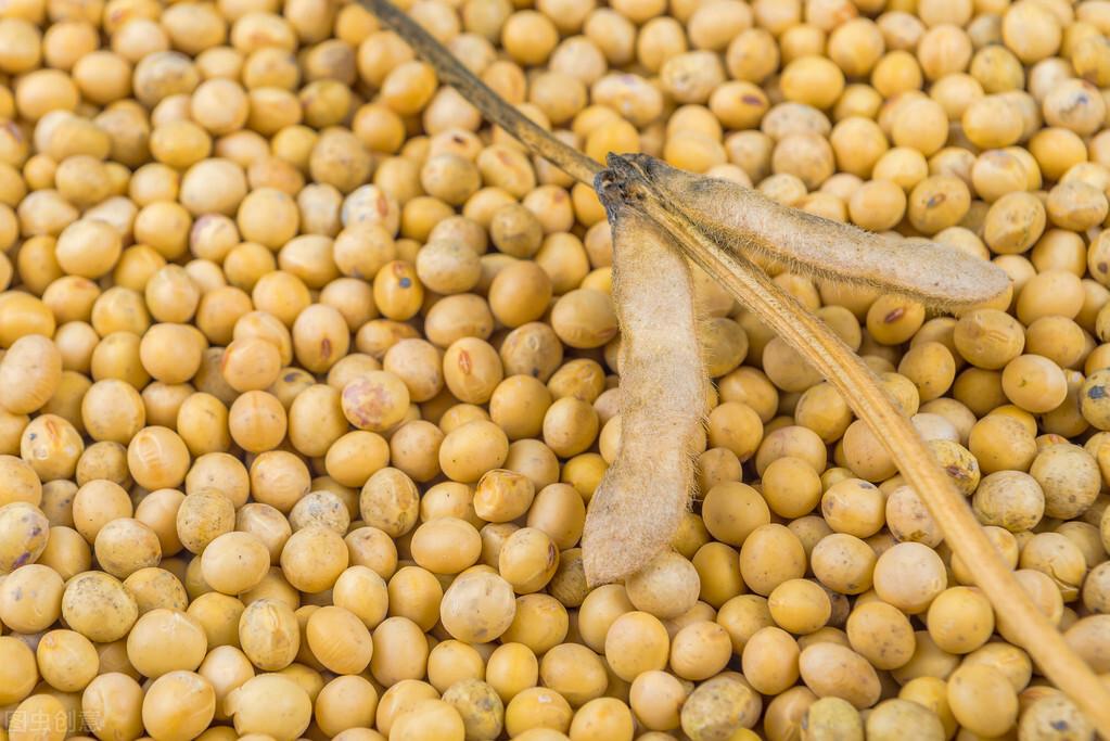 最新国产大豆动态更新消息????