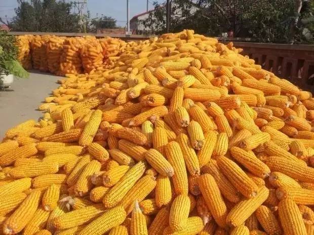 玉米今日最新动态报道，最新资讯与动态汇总????