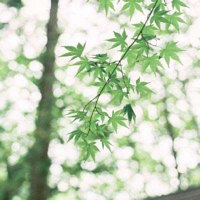 最新小清新头像制作指南,步骤与技巧