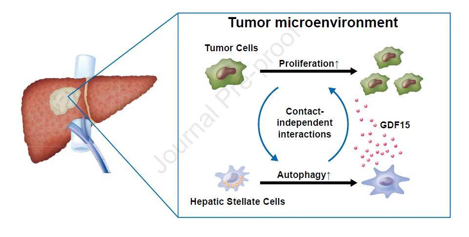 肝癌最新科研，心灵与自然的探索之旅