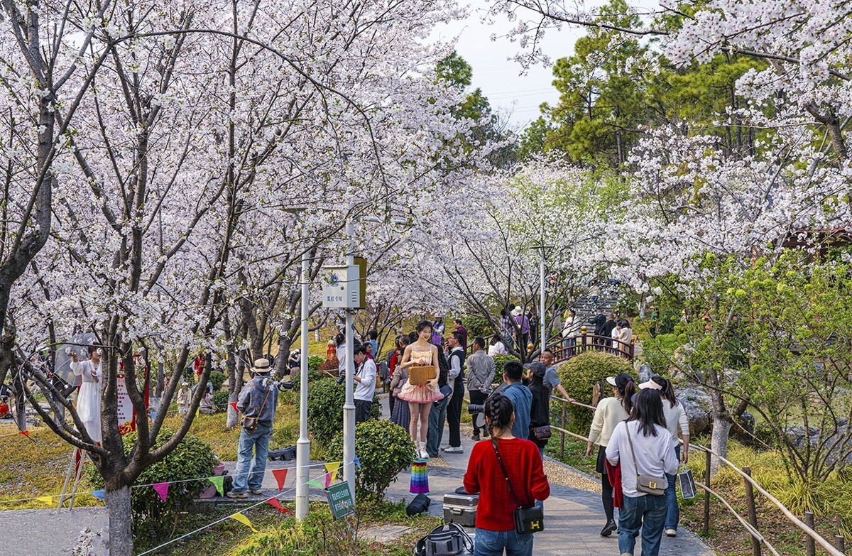 樱花园最新,?；ㄔ白钚?，春日里的温馨趣事