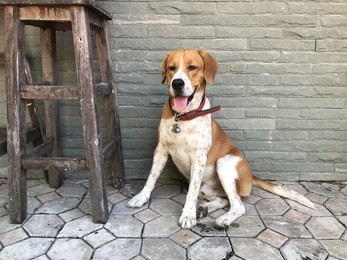 2024新奥正版资料四不像,灵活性执行方案_精密版17.162