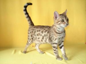 野猫最新网站带你探索小巷惊喜，特色小店独家揭秘