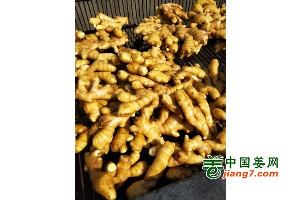 莱州最新姜价走势,市场动向、影响因素与前景预测分析