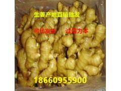 莱州最新姜价走势,市场动向、影响因素与前景预测分析