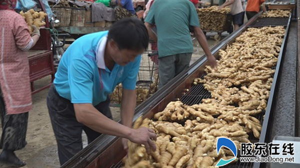 莱州最新姜价走势,市场动向、影响因素与前景预测分析