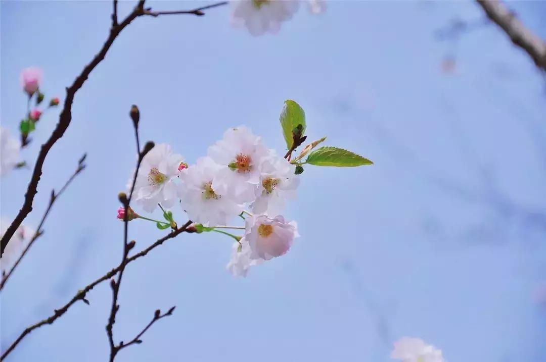 开子最新视频深度解析与多方探讨,观点阐述及探讨内容摘要