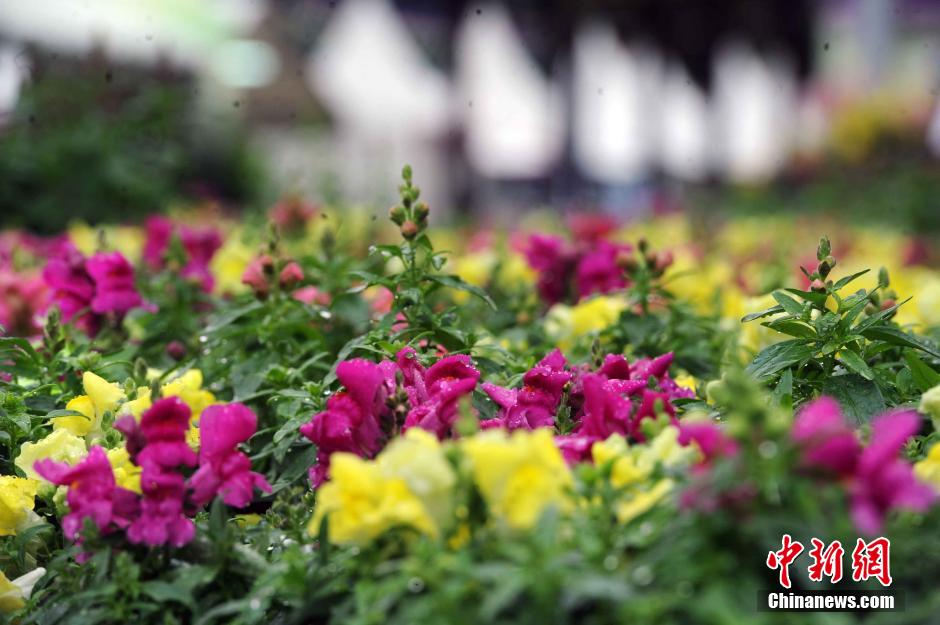 香港澳门六开彩开奖网站,策略优化计划_授权版39.324