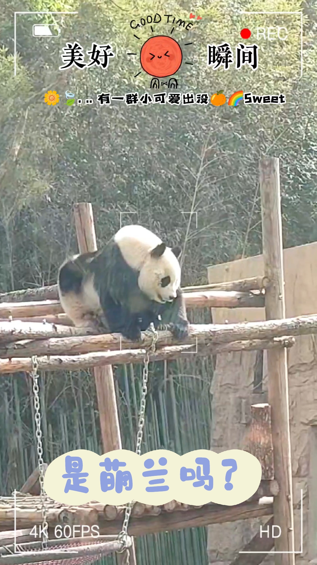 萌兰最新攻略,背景回溯、重大事件与时代地位深度解析