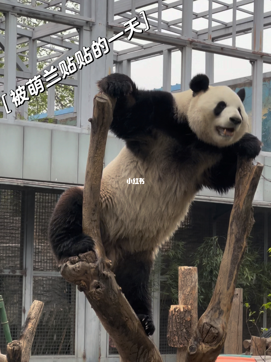 萌兰最新攻略,背景回溯、重大事件与时代地位深度解析