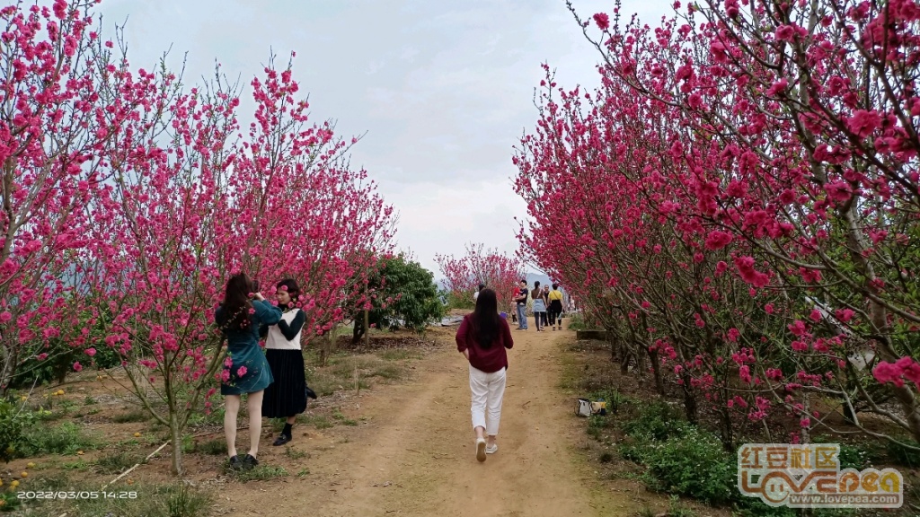 桃花最新论坛热议，新动态与新风向的交汇点