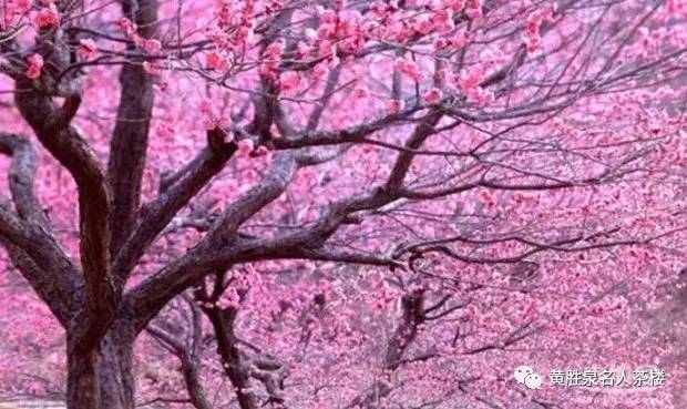 桃花最新论坛热议,新动态与新风向的交汇点