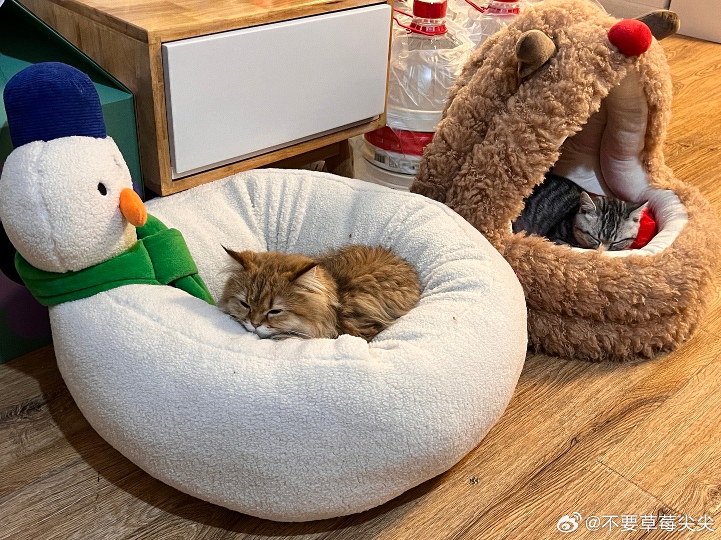 最新精了窝，小巷中的独特风味与隐藏美食天堂