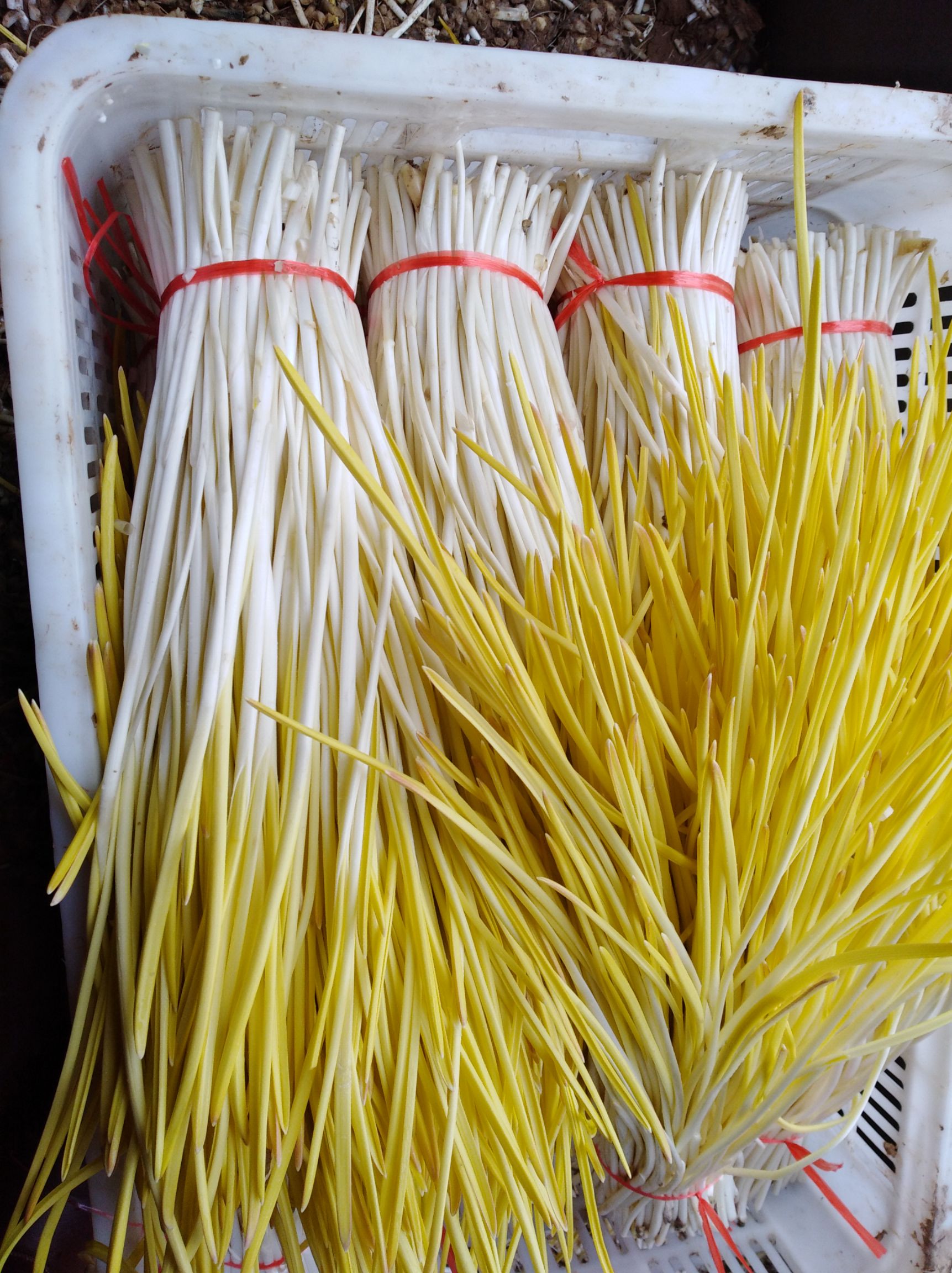 蒜黄价格探索，一场绿色之旅寻求内心平静