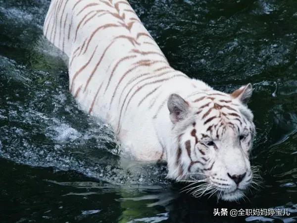 2024年白老虎免费公开,新式数据解释设想_随身版70.299