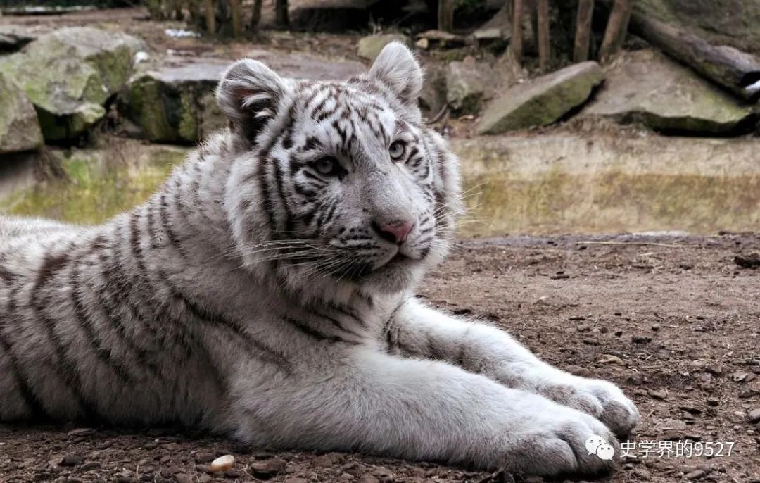 2024年白老虎免费公开,新式数据解释设想_随身版70.299