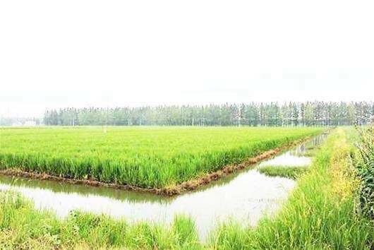 最新粘稻子价格概览与动态分析