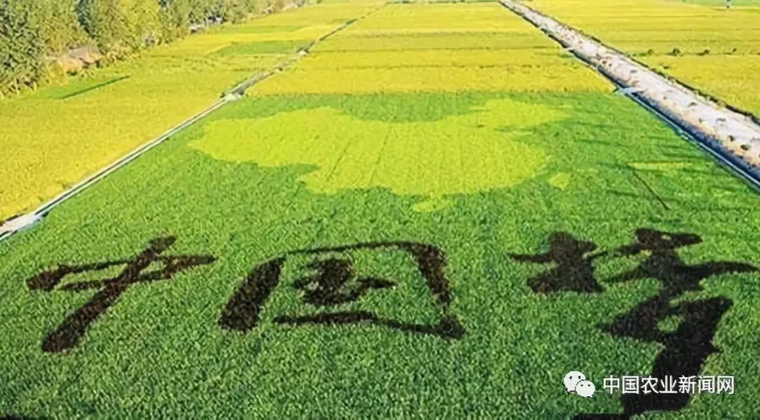 农业资讯速递，小巷深处的绿色宝藏——农业探索之旅