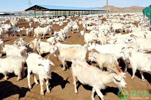 甘肃活羊价格探索，一场寻求内心宁静的旅程