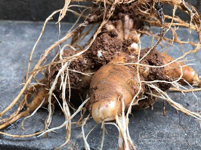 白术最新价格分析，市场走势与个人立场观察