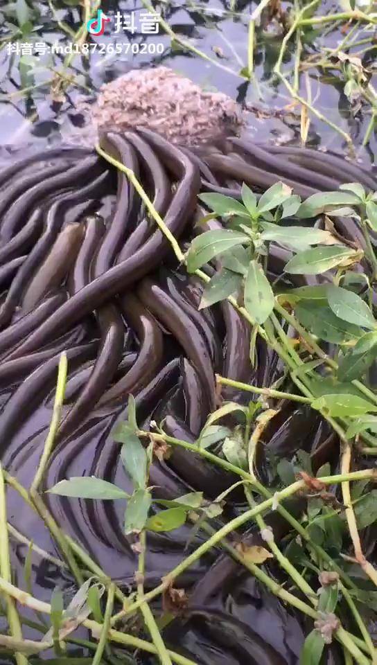 黄鳝直播最新资讯报道