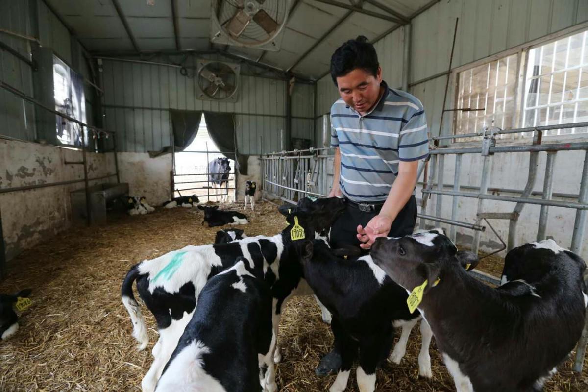 开封市畜牧局最新动态,牛羊鸡鸭齐发展,推动畜牧业持续发展