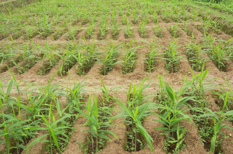 生姜科技赋能，焕发新生引领健康新风尚，揭示最新功效