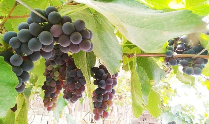 科技重塑红酒市场,前沿智能体验之旅