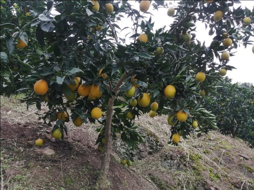 赣南脐橙盛宴，季节的赞歌与时间的馈赠