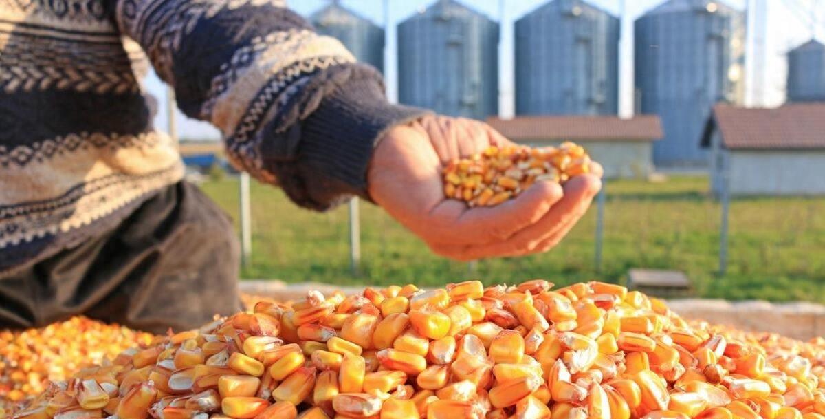 山东玉米最新价格揭秘，小巷深处的玉米香探秘之旅