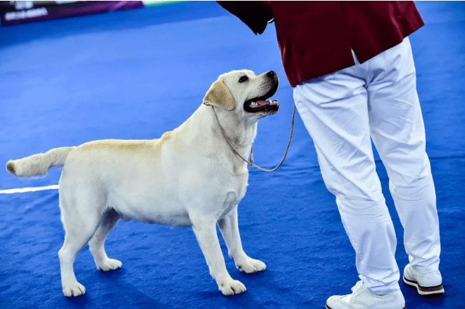 最新犬类繁殖指南，萌宠与主人的温馨之旅开启！