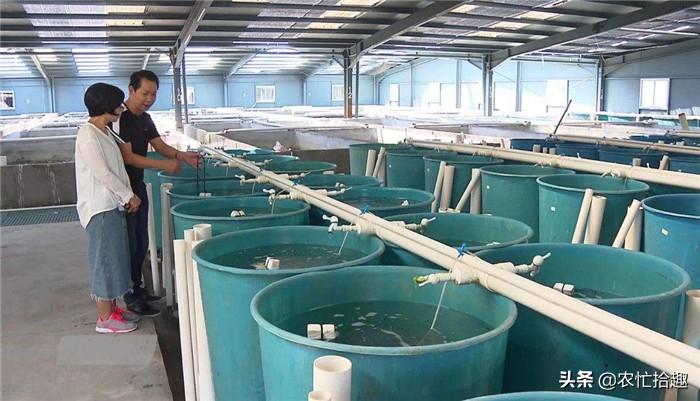 深度解析海马市场价值，海马价格究竟多少钱一克？??