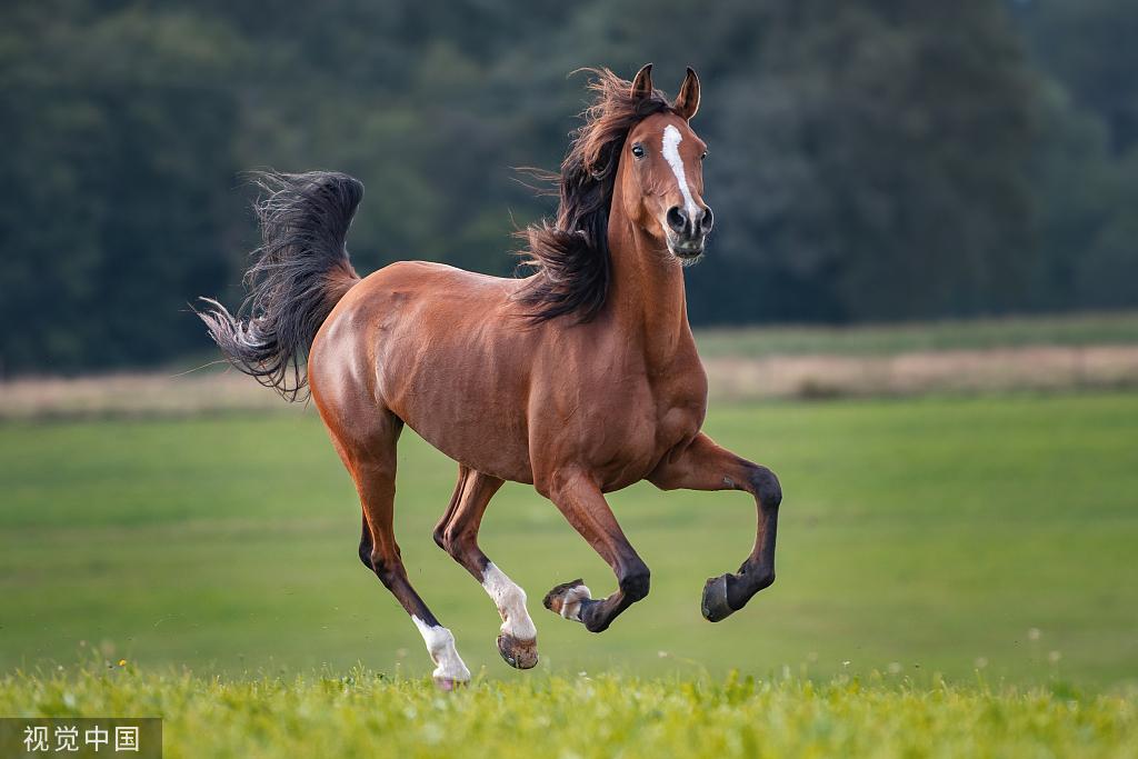 最新国外赛马视频，热血沸腾的竞技瞬间集锦！