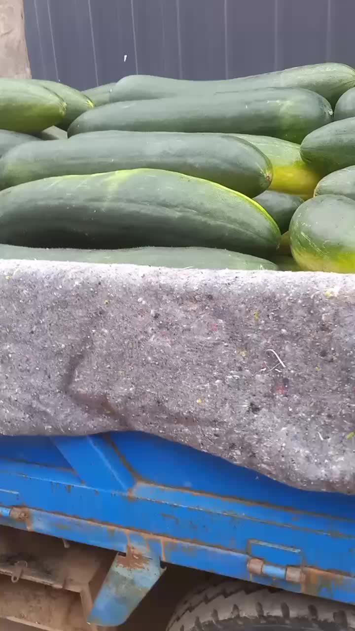 滕州冬瓜价格行情及最新动态