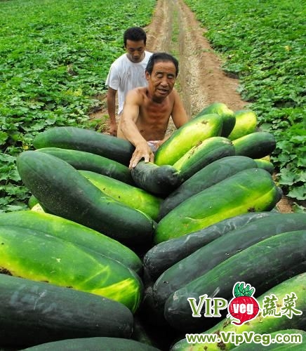 滕州冬瓜价格行情及最新动态