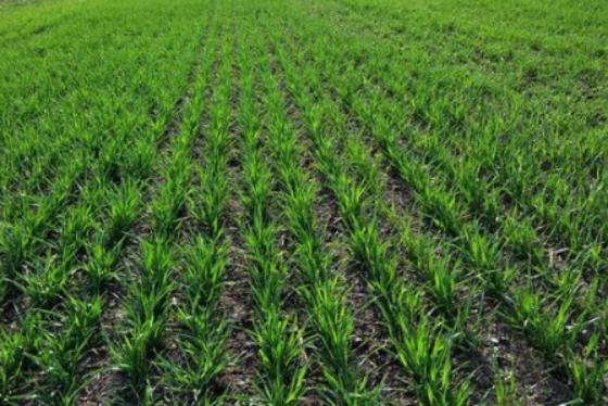 山西尿素最新行情与化肥的奇妙旅程揭秘