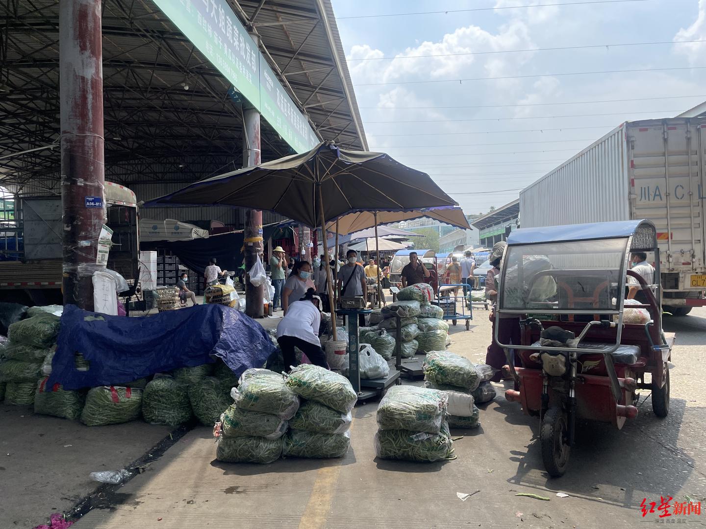 最新蔬菜批发信息及巷弄深处的绿意盎然