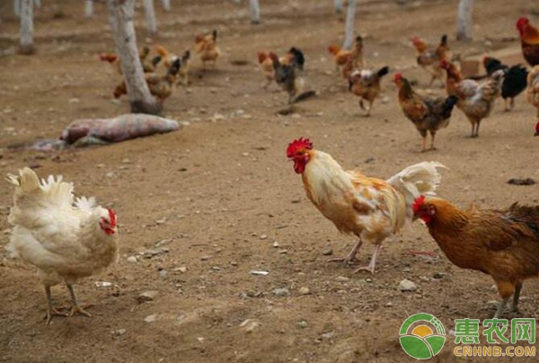 今日毛鸡价格行情与鸡病专业网——鸡舍温情纪实
