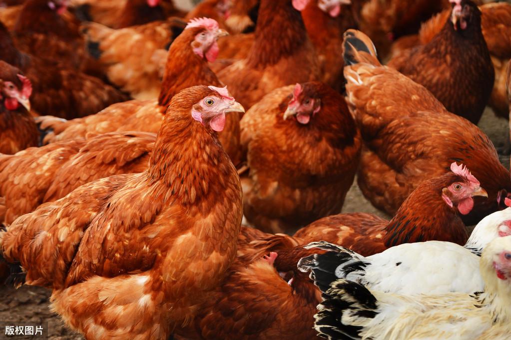 今日毛鸡价格行情与鸡病专业网——鸡舍温情纪实