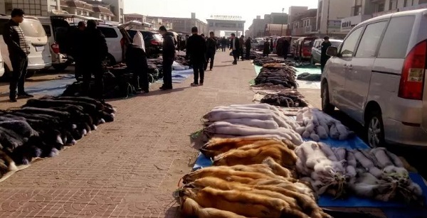 今日貉子皮价格行情，市场分析、趋势预测及影响因素科普