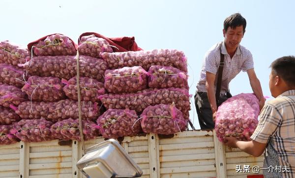 河南大蒜行情价格走势分析