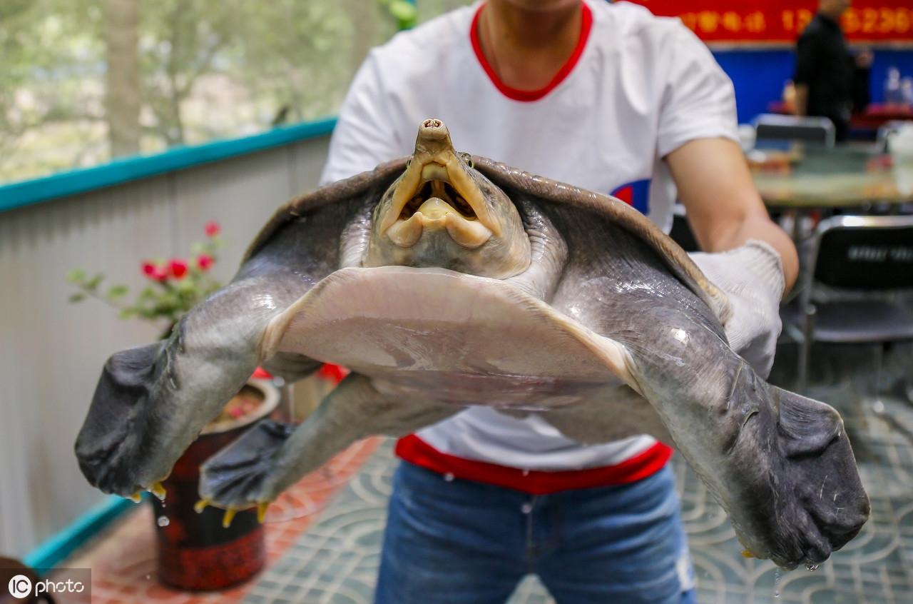 最新捕捞甲鱼技巧与方法揭秘