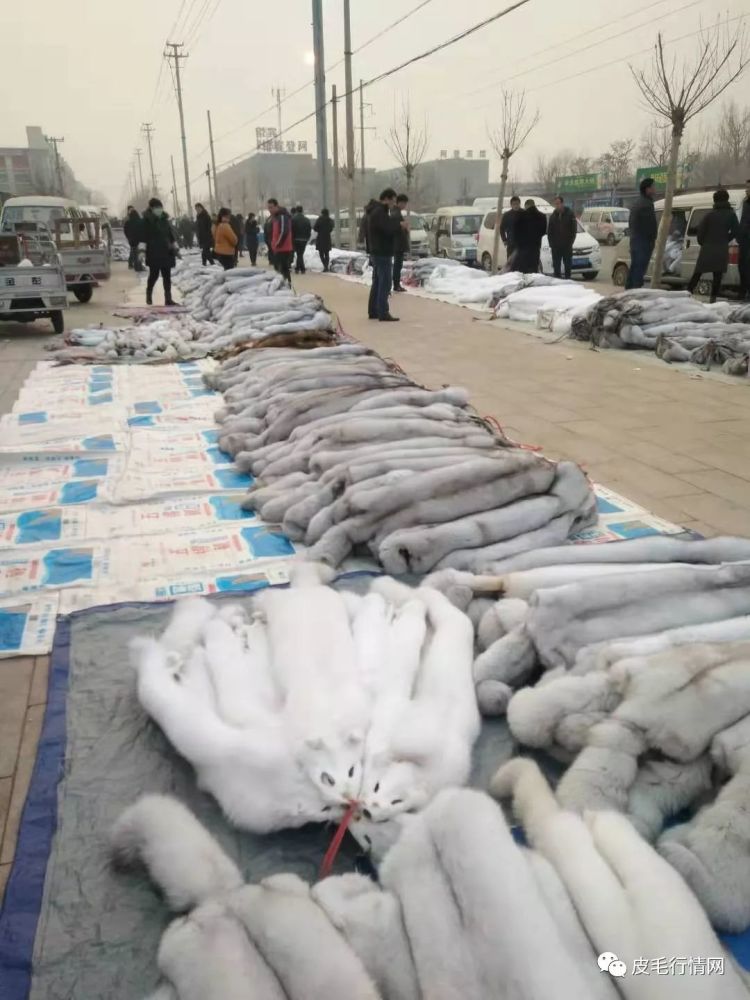 尚村水貂皮毛最新价格,时尚潮流引领自信与成就的选择