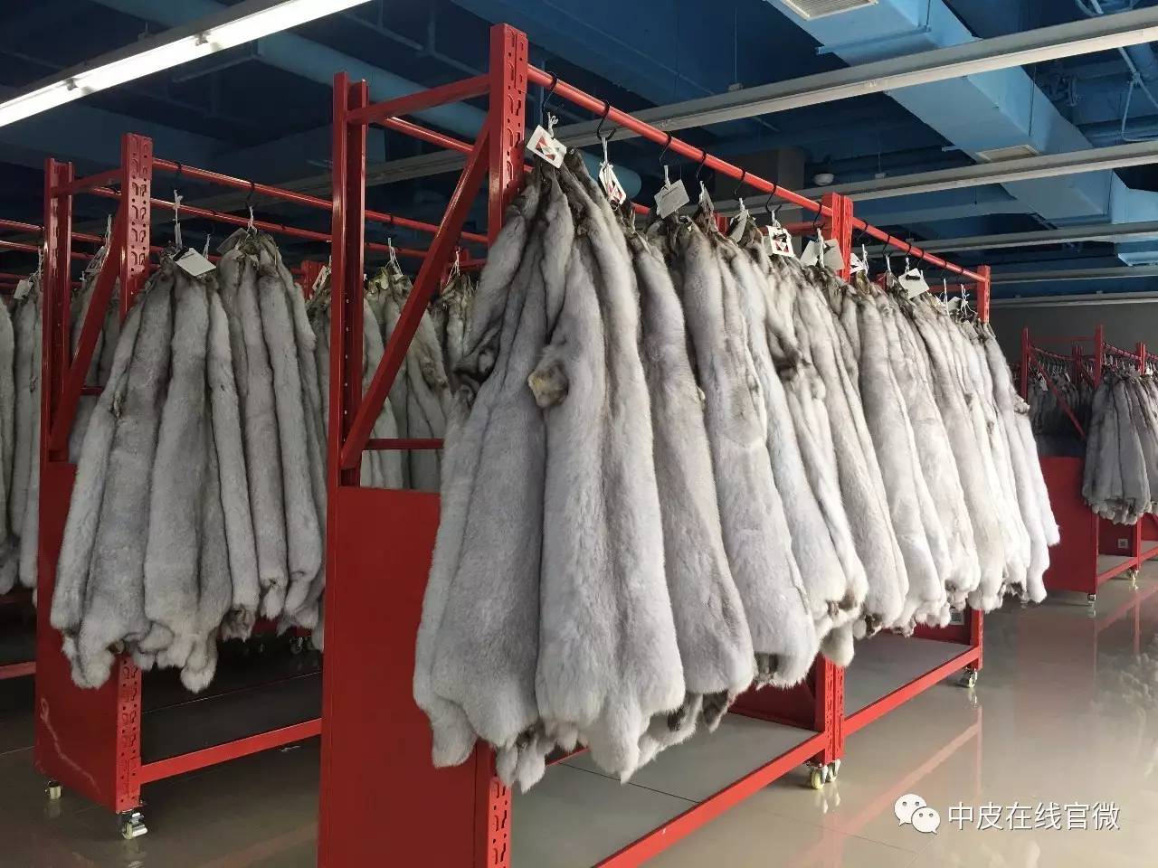 尚村水貂皮毛最新价格,时尚潮流引领自信与成就的选择