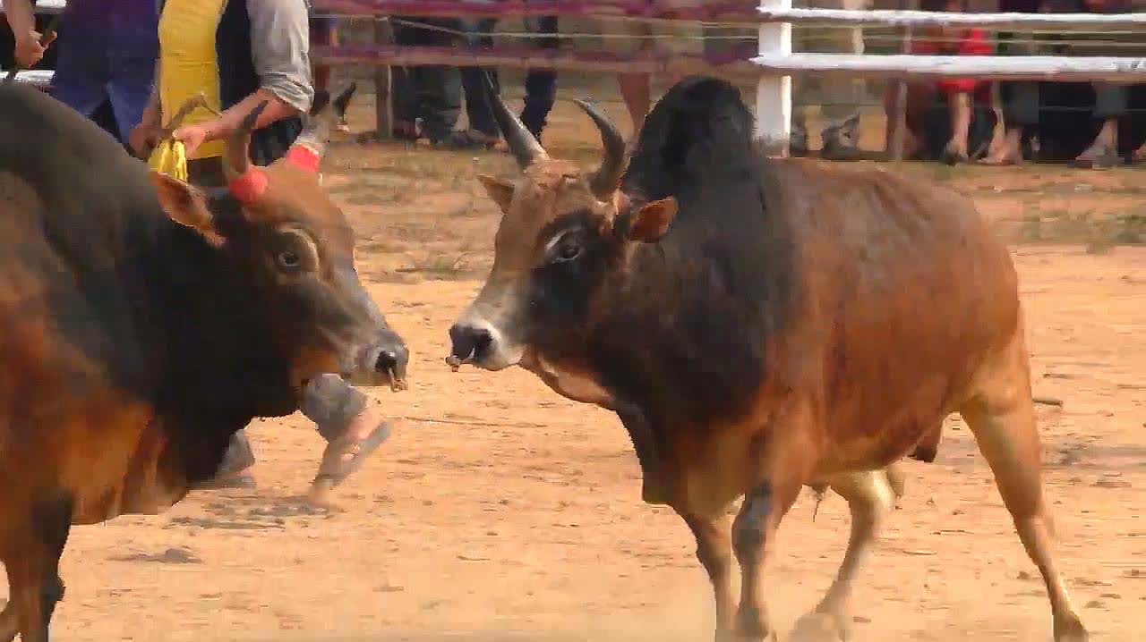 斗黄牛比赛,古老传统与现代竞技的激情交融
