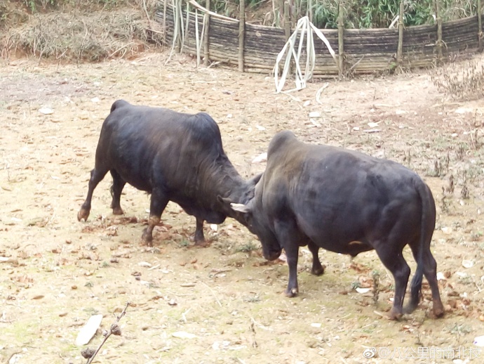 斗黄牛比赛,古老传统与现代竞技的激情交融