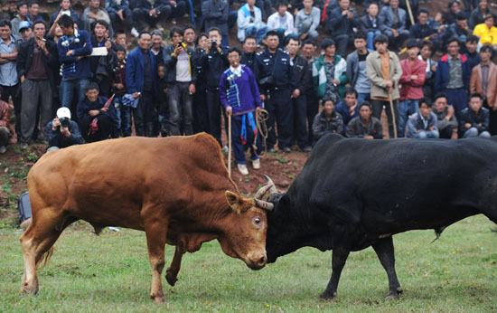 斗黄牛比赛,古老传统与现代竞技的激情交融